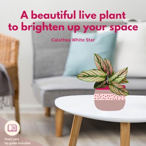 BubbleBlooms Calathea White Star in a 4 inch Pot Goeppertia Majestica Prayer Plant