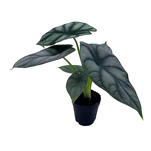 BubbleBlooms Alocasia Silver Dragon, Alocasia Baginda, Jewel Alocasia, Elephant Ear Silver Dragon in 2 inch Pot