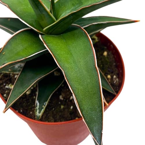 BubbleBlooms Samurai Dwarf 4 inch Sansevieria Lavranos Banana Ehrenbergii, Star Exotic Snake Plant