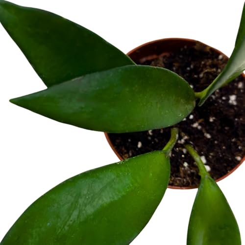 BubbleBlooms Hoya David Cummingii in a 2 inch Pot Tiny Mini Pixie Plant