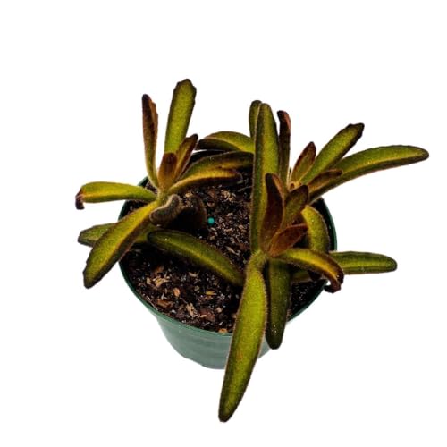 BubbleBlooms Chocolate Solider Succulent, 4 inch Panda Plant, Velvet Leaf kalanchoe