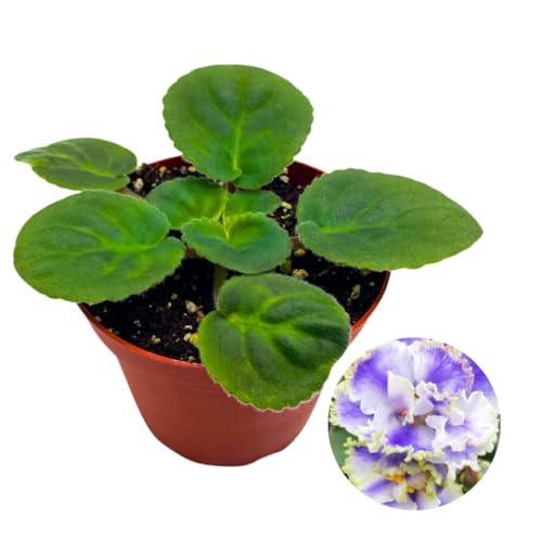 Harmony Foliage African Violet Kei Yoki 4 inch Purple White Ruffle Flower