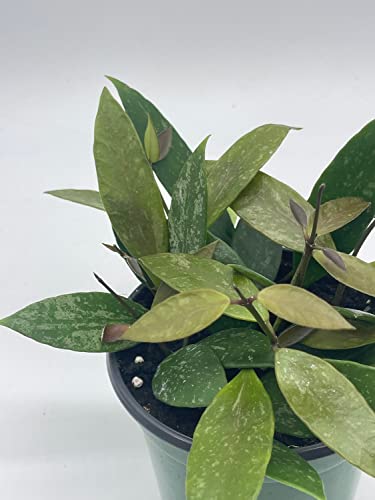 BubbleBlooms Hoya Gracilis, Rare Limited Live Plant, in 4 inch Pot