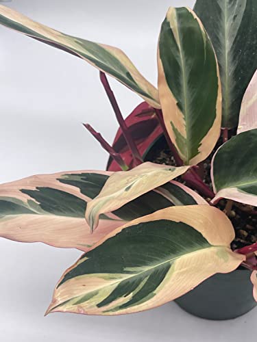 BubbleBlooms Triostar Stromanthe, 6 inch Sanguinea, Tricolor Variegated