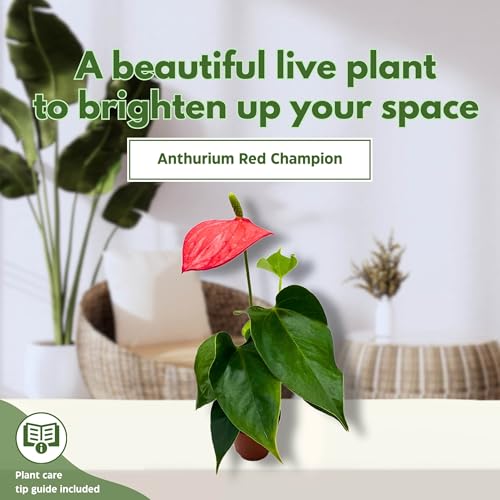 BubbleBlooms Anthurium Red Champion 2 inch Red Flower