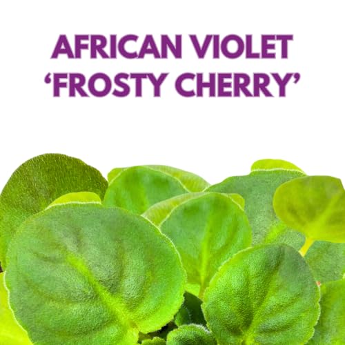 Harmony Foliage African Violet Frosty Cherry 4 inch Red White Flower