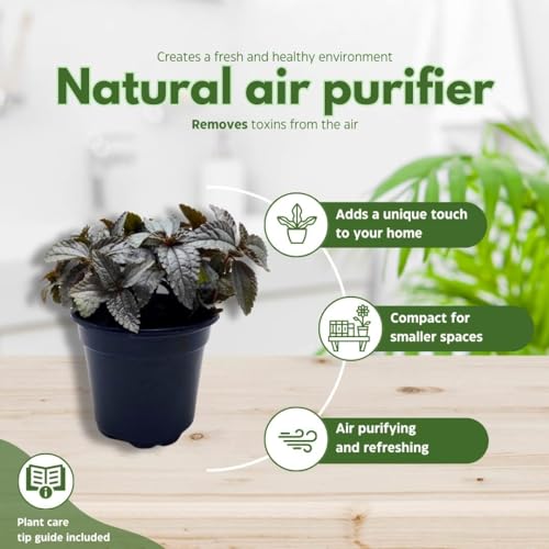 BubbleBlooms Pilea Silver Cloud pubescens liebmannii in a 4 inch Pot Panamiga Friendship Plant