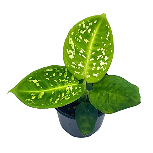 BubbleBlooms Dieffenbachia Reflector in a 4 inch Pot Dumb Cane House Plant Variegated