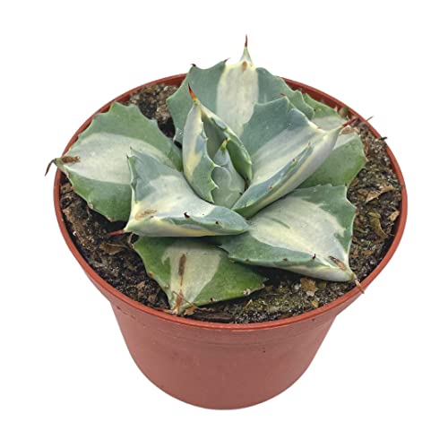 BubbleBlooms Agave Potatorum, 3 inch, Variegated Rare Agave Aloe Cactus