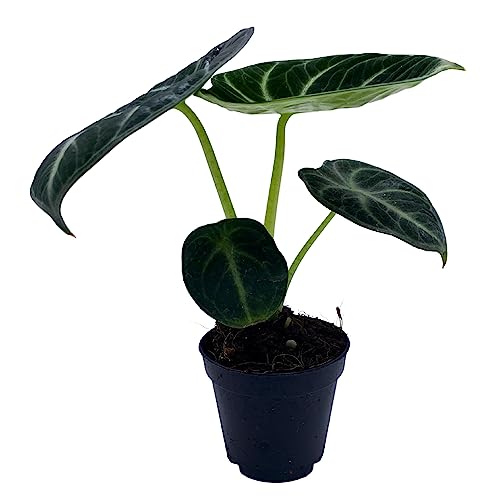 BubbleBlooms Alocasia Ninja, Black Ninja, Black Velvet Ninja in 2 inch Pot