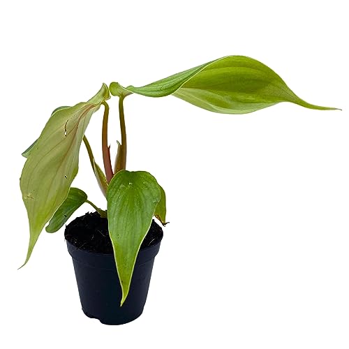 BubbleBlooms Philodedron Pastazanum Silver, Silver Sword Philodedron, Velvet Leaf Philo in 2 inch Pot