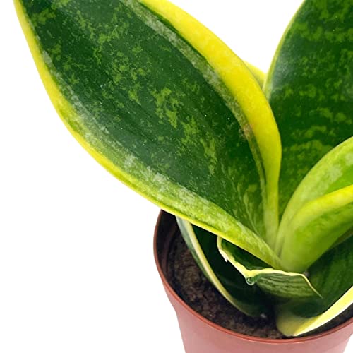 BubbleBlooms Varigated Snake Plant in a 2 inch Pot Sansevieria Dracaena trifasciata Tiny Mini Pixie Plant