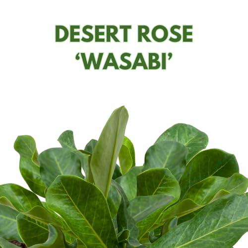 BubbleBlooms Desert Rose Wasabi in a 4 inch Pot Extremely Rare Flower