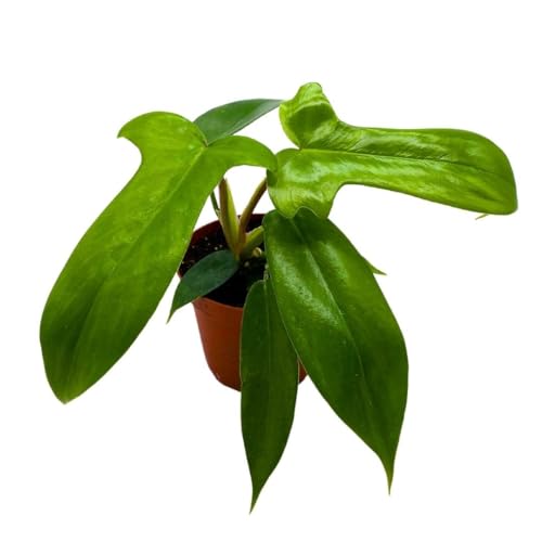 BubbleBlooms Philo Florida Green, 4 inch Philodendron Pedatum