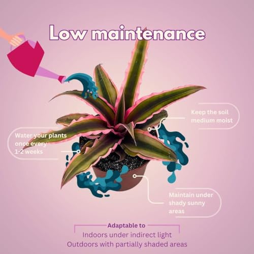 BubbleBlooms Cryptanthus Bivittatus, 2 inch Set of 3, Pink and Green Earth Star Tiny Mini Pixie Plants