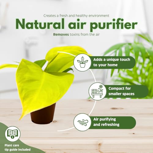 BubbleBlooms Philodendron Golden Imperial in a 2 inch Pot Tiny Minie Pixie Plant