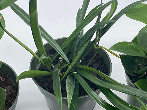 BubbleBlooms Hoya Assortment Set, 5 Different Hoyas in 4 inch pots Grower's Choice