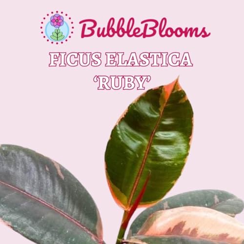 BubbleBlooms Ficus Elastica Ruby, 4 inch Ficus Ruby Indian Rubber Tree