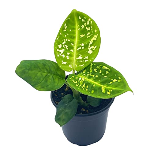 BubbleBlooms Dieffenbachia Reflector in a 4 inch Pot Dumb Cane House Plant Variegated