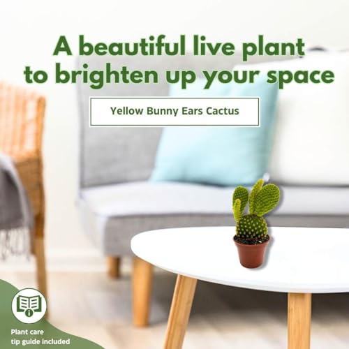 BubbleBlooms Yellow Bunny Ears Cactus, 2 inch Set of 3, Opuntia microdasys, Angel's Wings Tiny Mini Pixie Plants