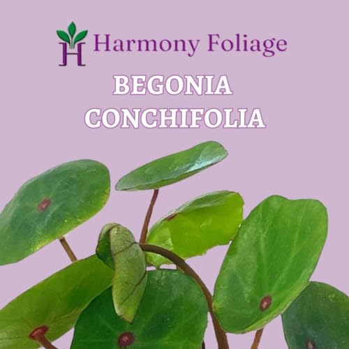 Harmony Foliage Begonia conchifolia VAR. rubrimacula Seashell Begonia 4 inch Rhizomatous Green Rhizo