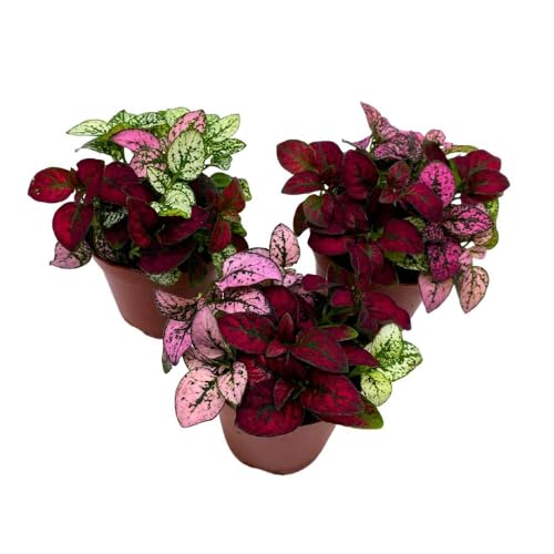 BubbleBlooms Tricolor Hypoestes phyllostachya 2 inch Set of 3 Flamingo Polka Dot Plant Red White and Pink Tiny Mini Pixie Plants
