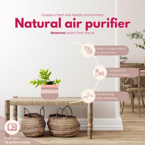 BubbleBlooms Sharktooth Fern in a 4 inch Pot Selenicereus chrysocardium