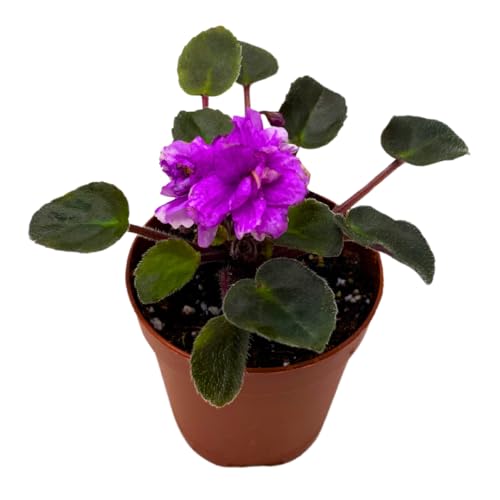 Harmony Foliage Mini African Violet Jersey Rose Trail 2 inch Purple Flower