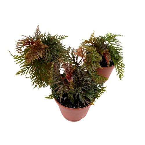 BubbleBlooms Begonia bipinnatifida 2 inch Set of 3 Fern Leaf Begonia Tiny Mini Pixie Plants
