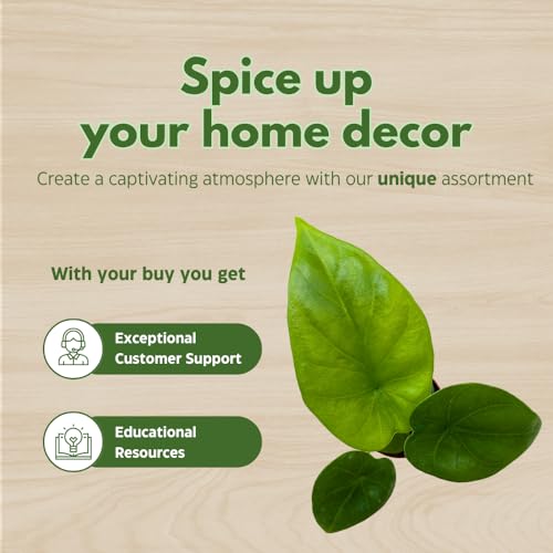 BubbleBlooms Alocasia Lukiwan in a 2 inch Pot Tiny Minie Pixie Plant