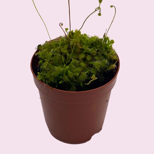BubbleBlooms Drosera, Sundews, Rare Carnivorous Plant, in 2 inch Pot Capensis Cape
