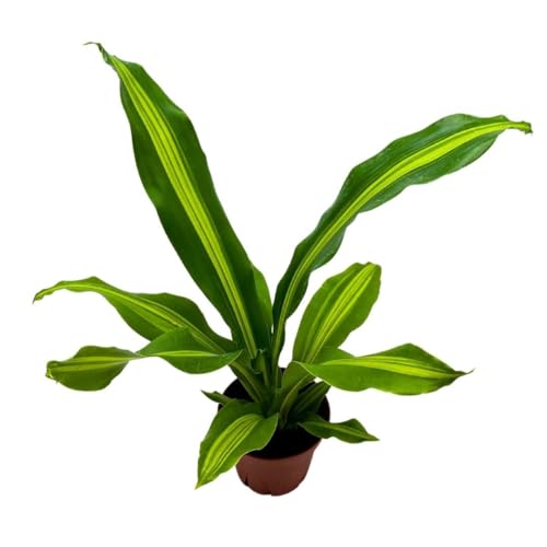 BubbleBlooms Dracaena Fragrans, 4 inch Corn Plant, Inner Variegated, House Plant
