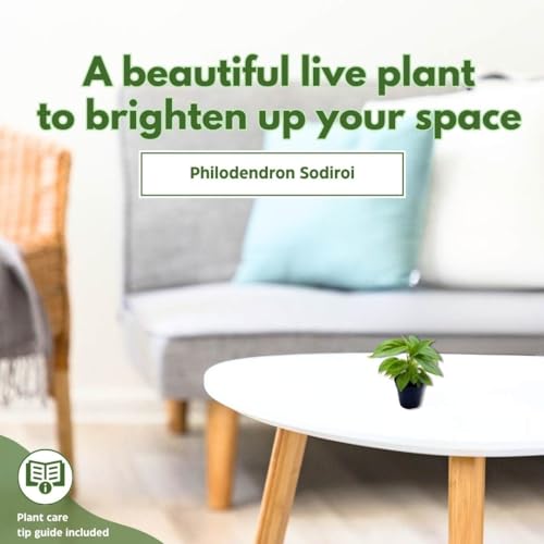 BubbleBlooms Philodendron Sodiroi in a 2 inch Pot Silver Leaf Philo