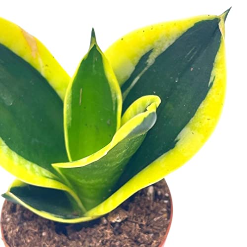 BubbleBlooms Black Gold Snakeplant, in a 2 inch Pot, Green and Yellow Snake Plant, Variegated Sansevieria trifasciata