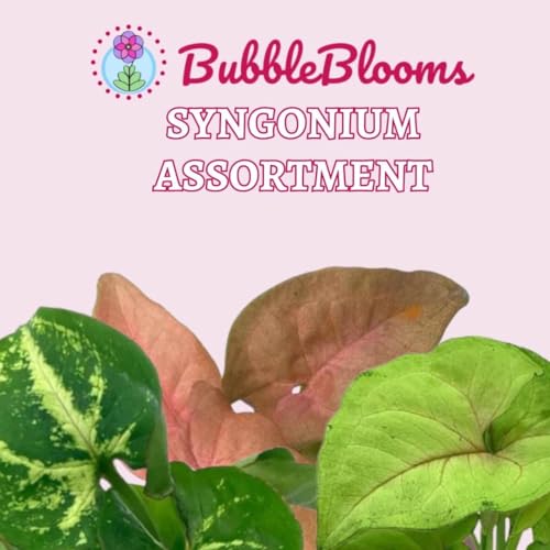 BubbleBlooms Syngonium Variety Assortment, 3 Different syngoniums in 2 inch pots