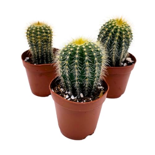 BubbleBlooms Golden Barrel Cactus, 2 inch Set of 3, Kroenleinia grusonii Gold Ball Tiny Mini Pixie Plants