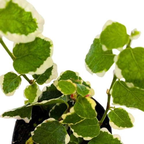 BubbleBlooms Ficus Pumila Variegata 2 inch Variegated Creeping Climbing Fig Tiny Mini Pixie Plants