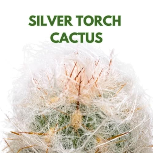 BubbleBlooms Silver Torch Cactus 6 inch