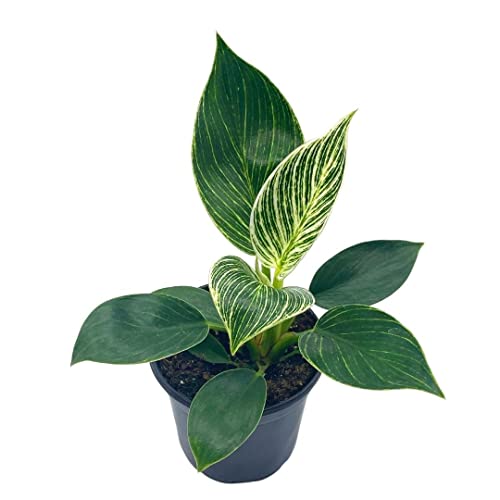 philodendron birkin price Philodendron Birkin 4 inch / Grower Pot by Succulents Box