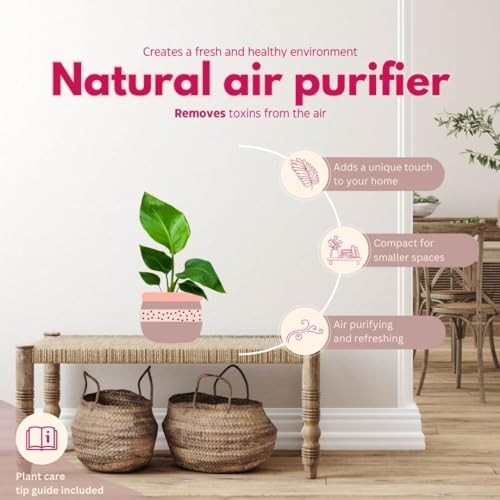 BubbleBlooms Giant White Bird of Paradise, 4 inch Strelitzia nicolai, Wild Banana