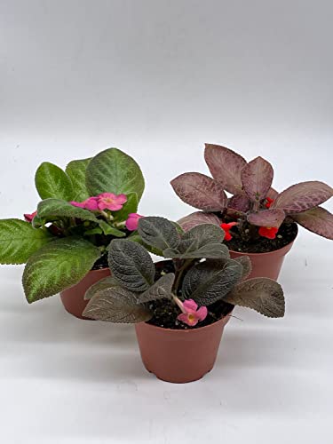 BubbleBlooms Flame Violet Episcia Cupreata Assortment 4 inch pots 3 Different Velvet Plants