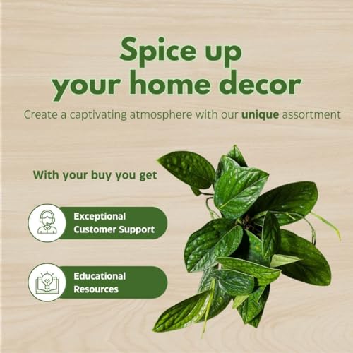 BubbleBlooms Monstera Peru in a 6 inch Pot karstenianum