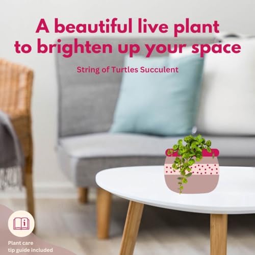 BubbleBlooms String of Turtles in a 2 inch Pot Peperomia Prostrata