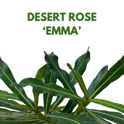 BubbleBlooms Desert Rose Emma in a 4 inch Pot Extremely Rare Flower