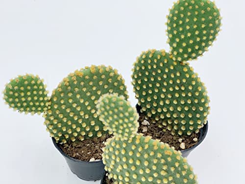 BubbleBlooms Bunny Ear Prickly Pear Cactus in a 4 inch Pot Yellow Opuntia Microsdasys