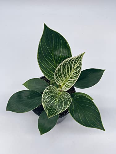 BubbleBlooms Philodendron Birkin in a 4 inch Pot White Wave, Mermaid's Tail