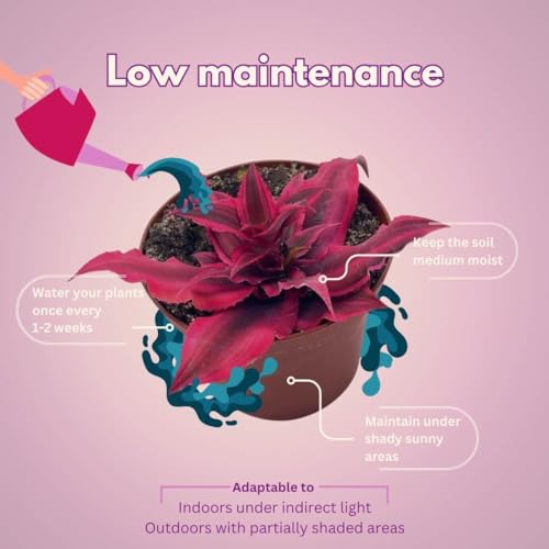 BubbleBlooms Cryptanthus Bivittatus, 2 inch Set of 3, Bright Pink Red Earth Star Tiny Mini Pixie Plants