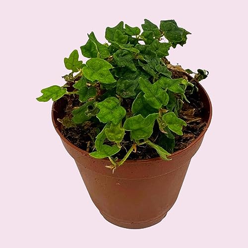 BubbleBlooms String of Frogs, in a 2 Inch Pot, Frog Feet Plant, Ficus pumila Quercifolia, Oakleaf Tiny Mini Pixie Plant