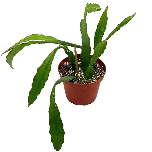 BubbleBlooms Epiphyllum Orchid Cactus in a 4 inch Pot Disocactus ackermannii,