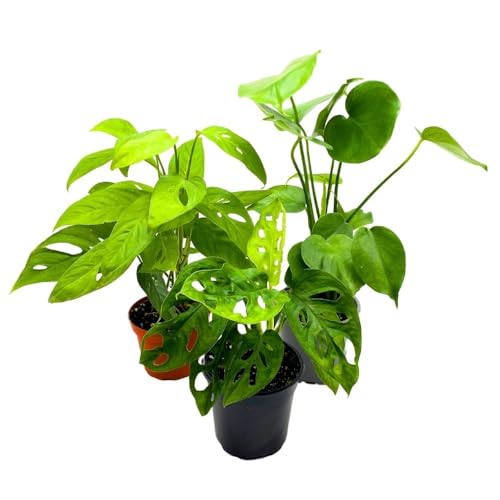 BubbleBlooms Monstera Assortment, 4 inch Set of 3 Different Monsteras, Swiss Cheese, Deliciosa, Minima, Narrow